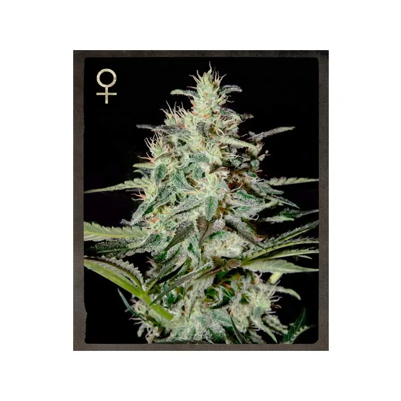 White Lemon White Lemon