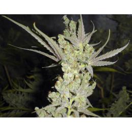 1024 MEDICAL SEEDS