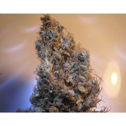 2046 MEDICAL SEEDS