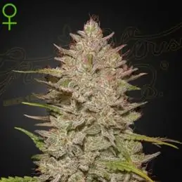 Auto Chemical Candy