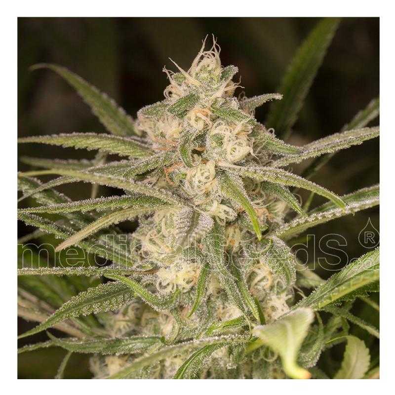 No Name Auto MEDICAL SEEDS