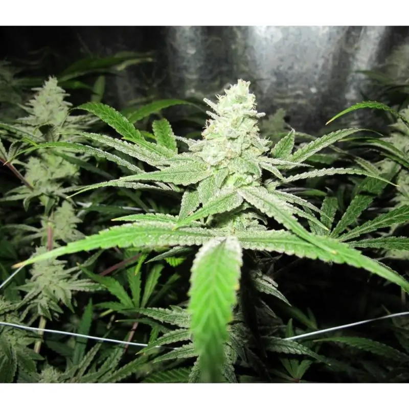 No Name MEDICAL SEEDS