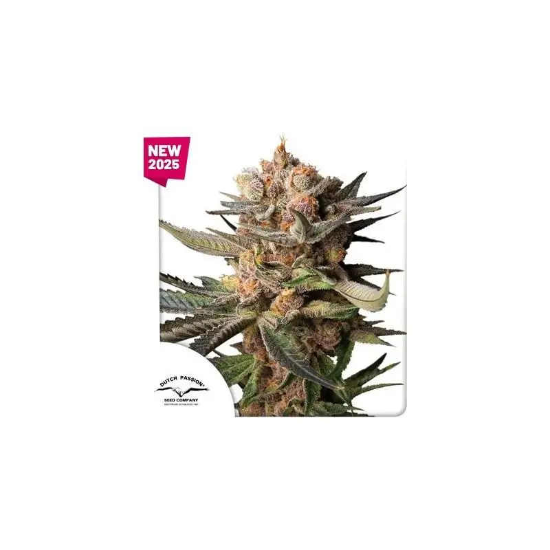 Auto Frozen Biscotti