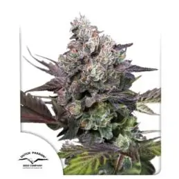 Candy Bubatz XL