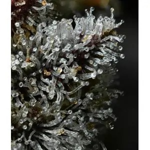Lemon Cherry Gelato