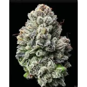Lemon Cherry Gelato