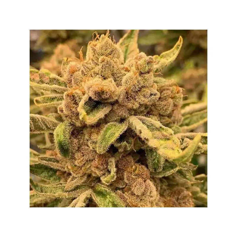 Sour Cuntz