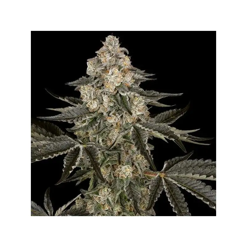 Auto Sauvignon Blanc