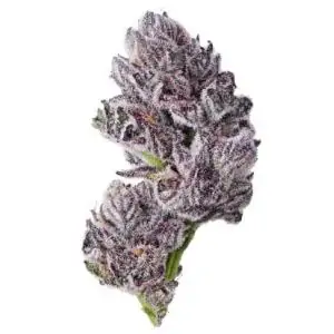 Triploid F1 Iced sangria