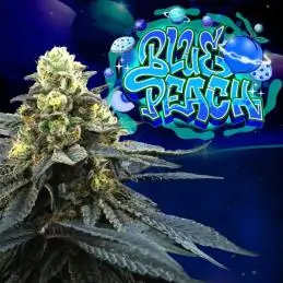 Blue Peach 6 Semillas