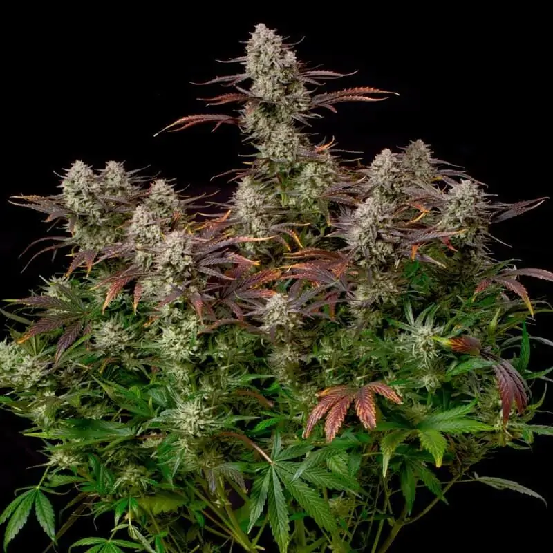 Auto Alien Gas Auto Alien Gas