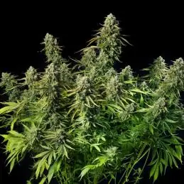 Auto MAC Dawg