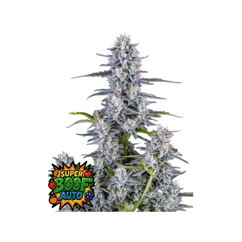 Auto Super Boof