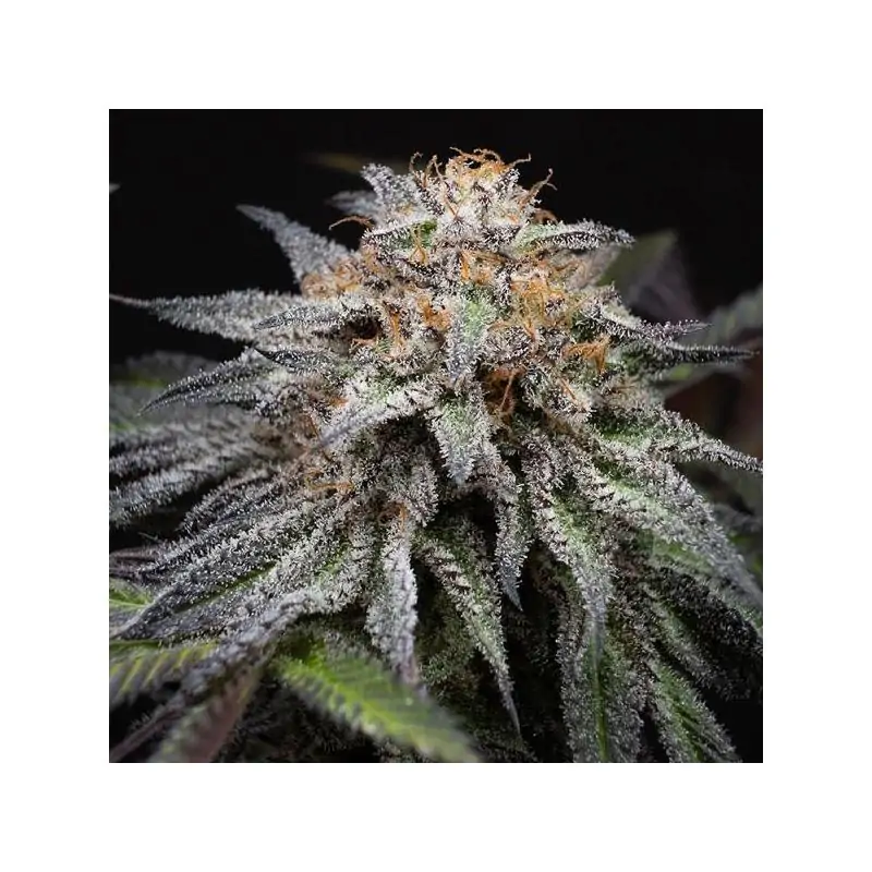 Alien Cookies Fast Version