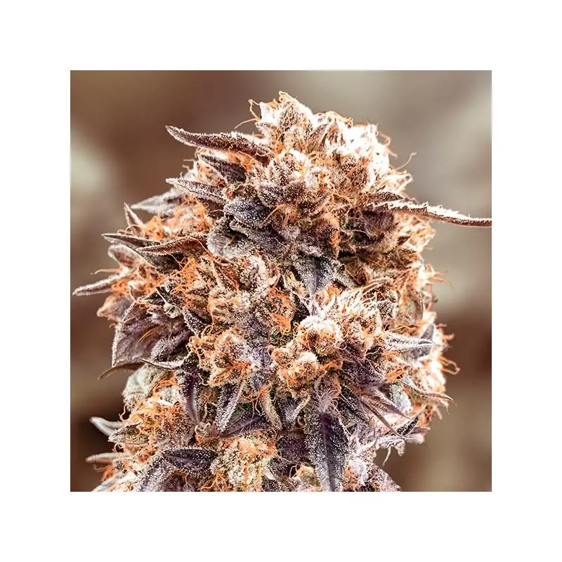 Purple Punch Fast Purple Punch Fast