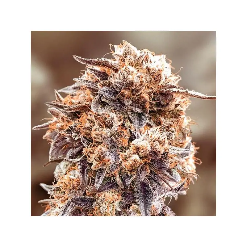 Purple Punch Fast