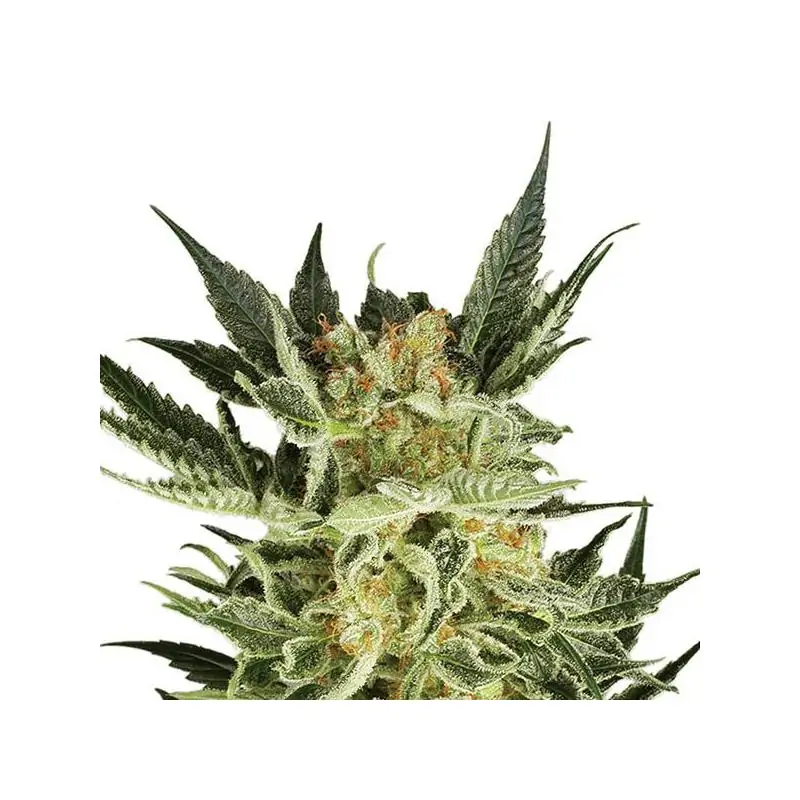 Auto AK 48