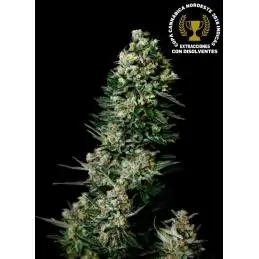 Chocolute F2 (Regulares)