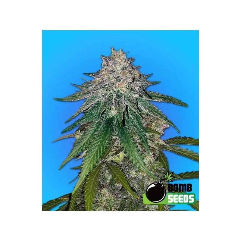 ZKITTLEZ GUM BOMB