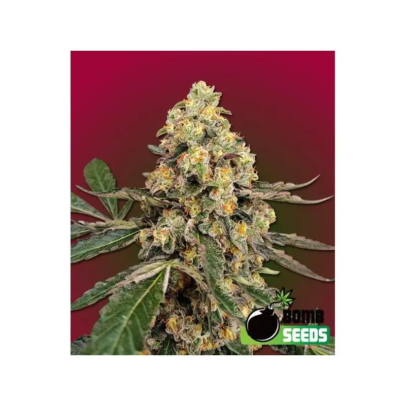 THC FRITTERS