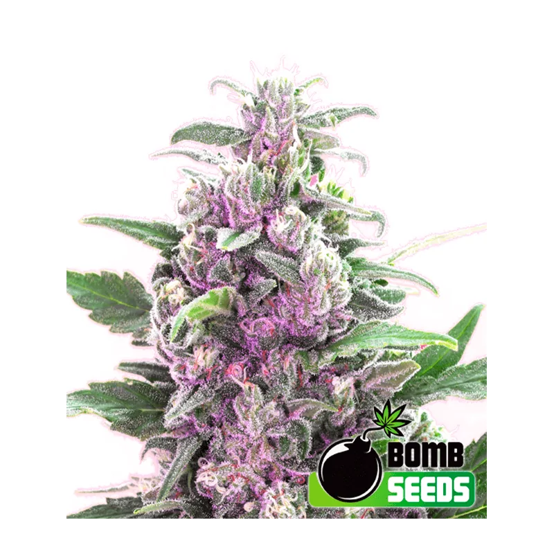 THC BOMB