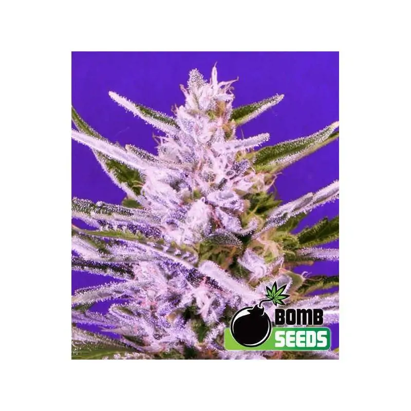 ICE BOMB