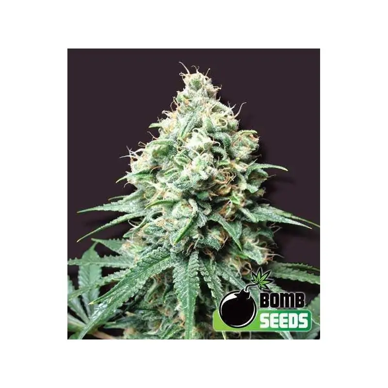 KUSH BOMB
