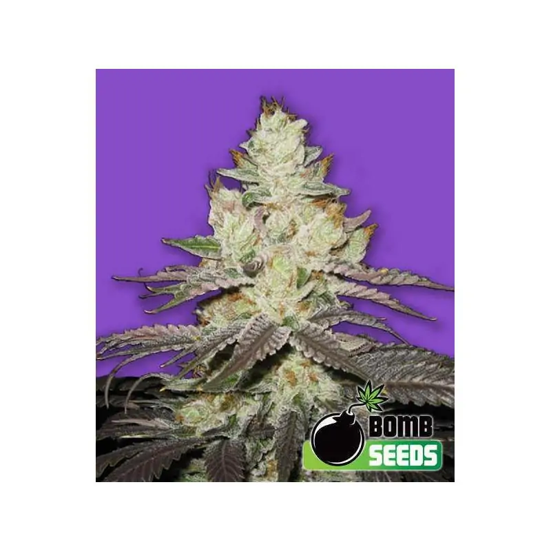 KILLER PURPS