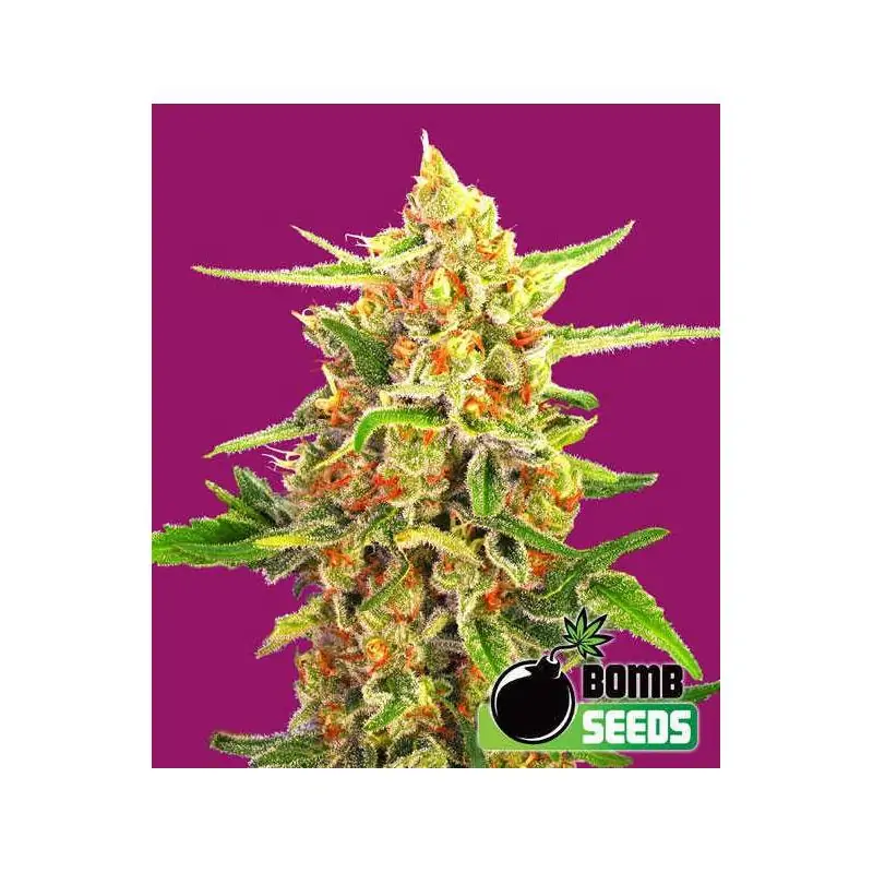CHERRY BOMB