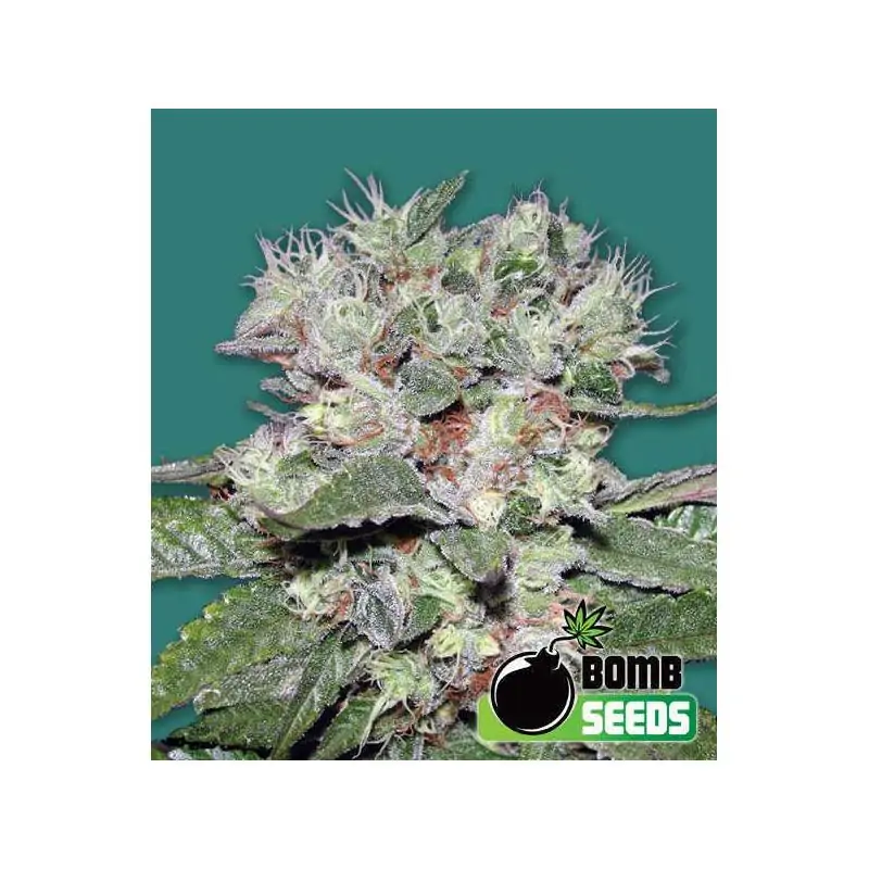 CBD BOMB