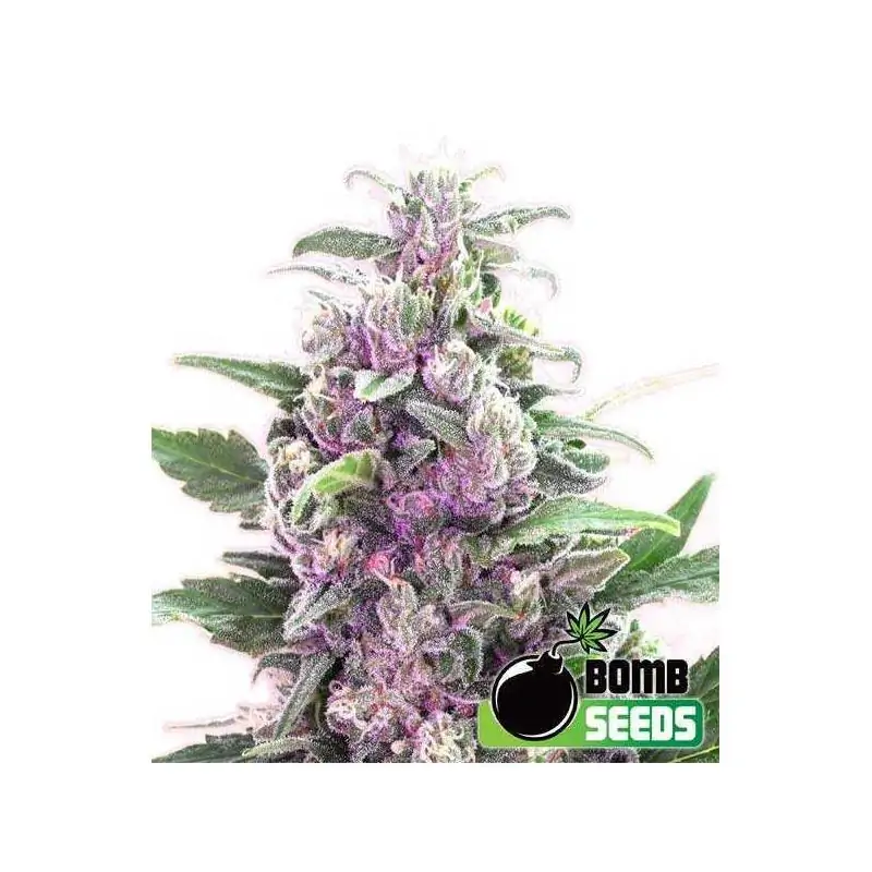 AUTO THC BOMB