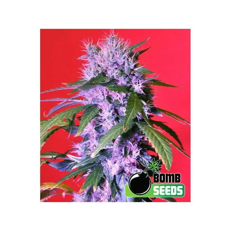 AUTO BERRY BOMB
