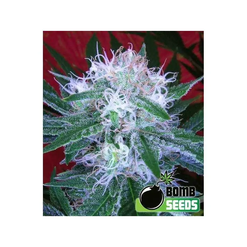 AUTO BOMB