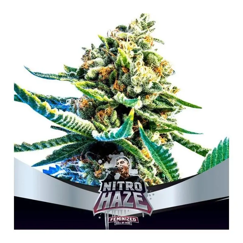 Nitro Haze