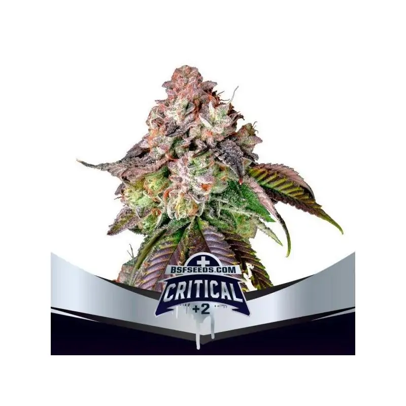 Critical +2