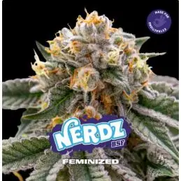 Nerdz