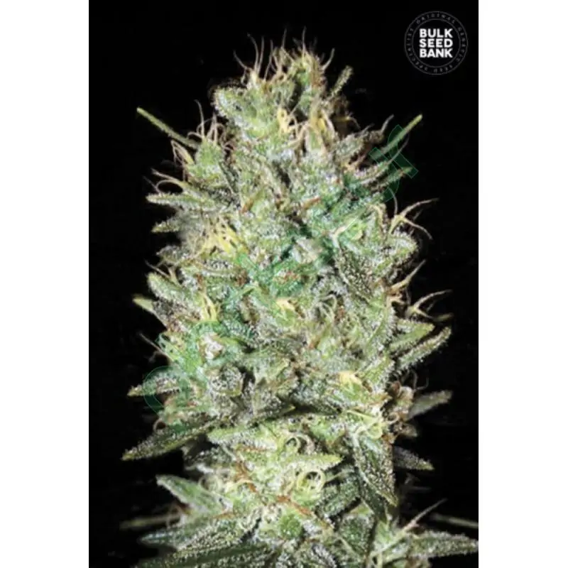 AMNESIA HAZE - Bulk Seeds | Sativa Grow Shop