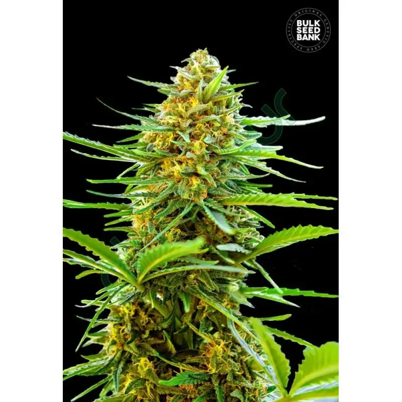 BANANA MONKEY