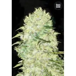 BUBBLEGUM EXTRA