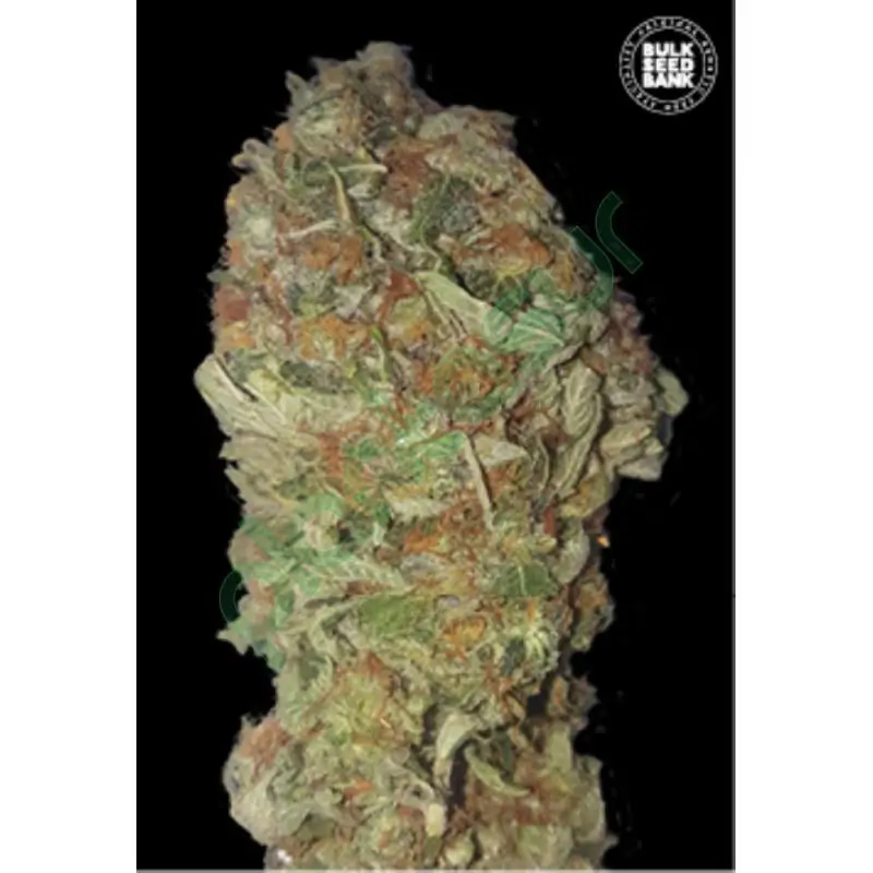 GREEN CANDY