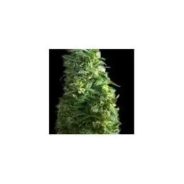 LIME SKUNK