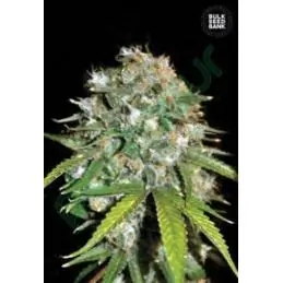 SKUNK #99