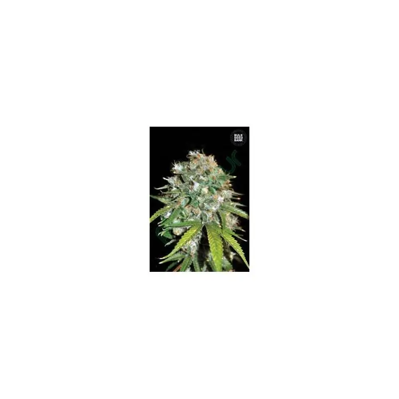 SKUNK #99 SKUNK #99