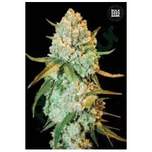 SPECIAL CRYSTAL HAZE