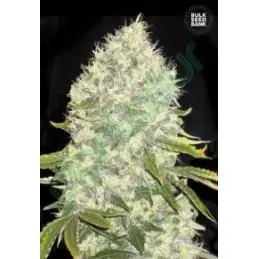 WHITE WIDOW