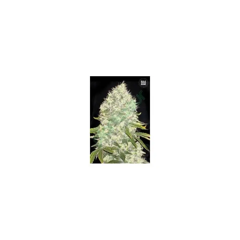 WHITE WIDOW