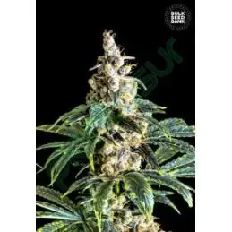 ZKITTLY ZI ZI