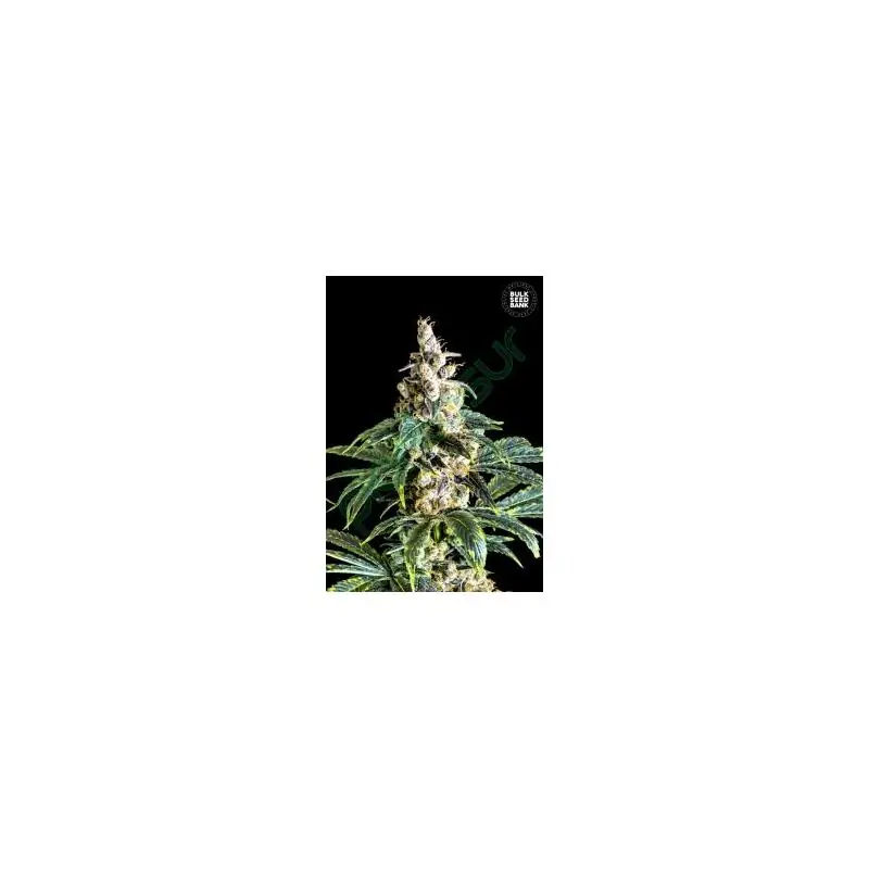 ZKITTLY ZI ZI ZKITTLY ZI ZI