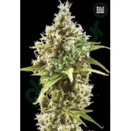 AUTO AMNESIA HAZE