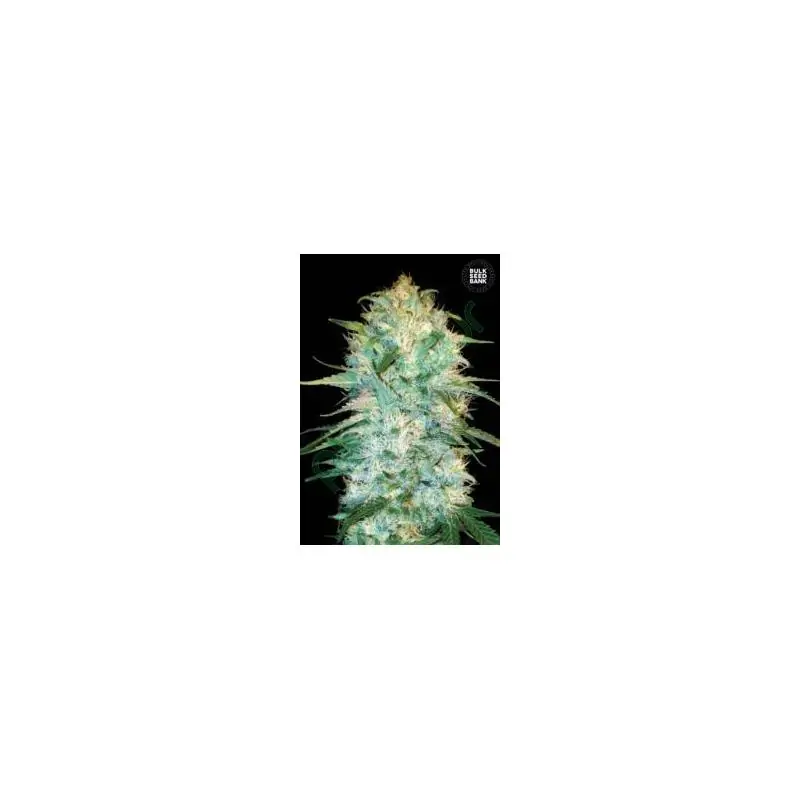 AUTO AMNESIA PLATINUM